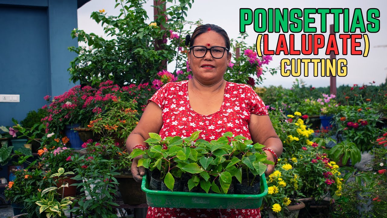 (Easy Method) How to Grow Poinsettia Plant From Cuttings?