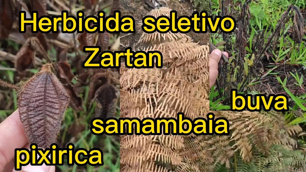 Herbicida seletivo, acaba com buva,  samambaia, pixirica, e muitas outras!