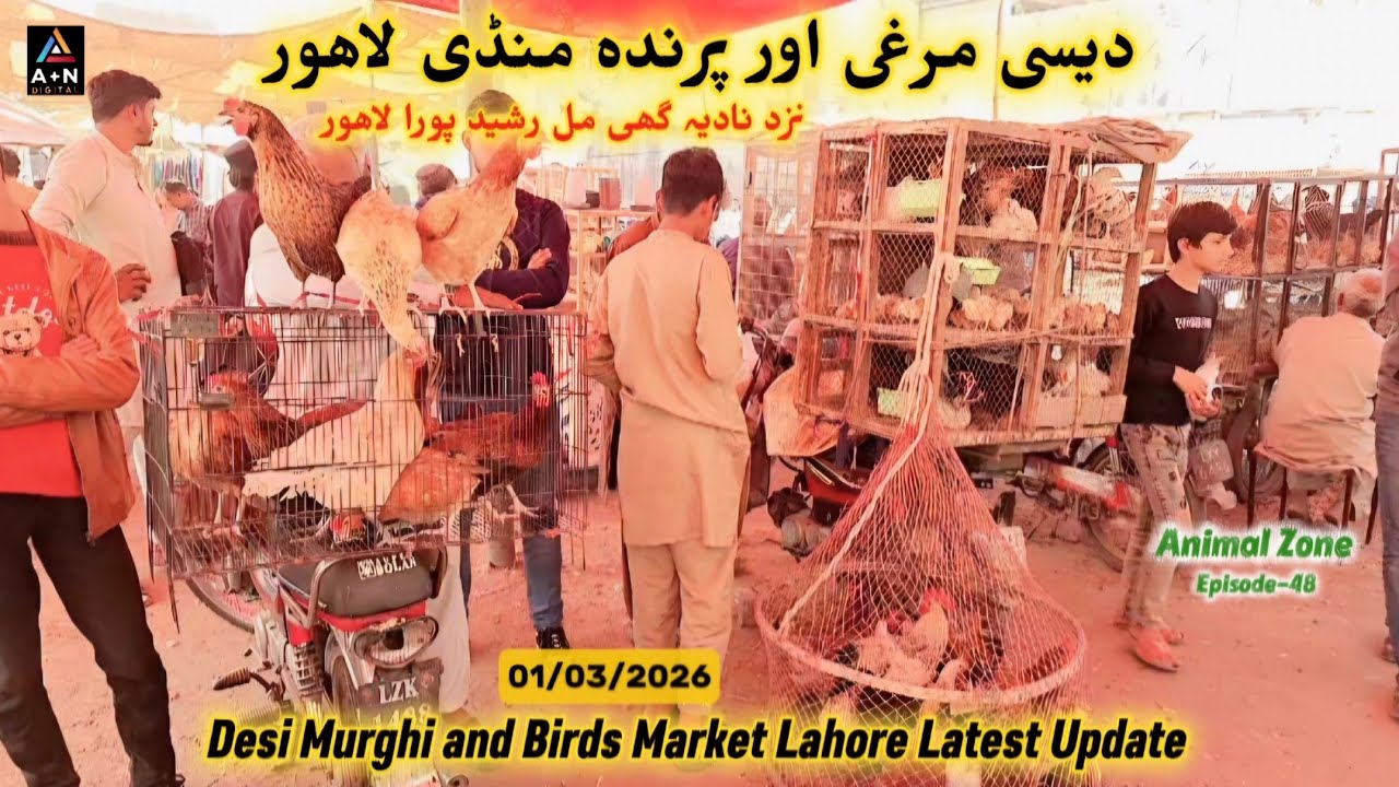 Desi Murghi & Bird Market Lahore Latest Update 01/03/2026 (Near Nadia Ghee Mill Rasheed Pura) Ep-48
