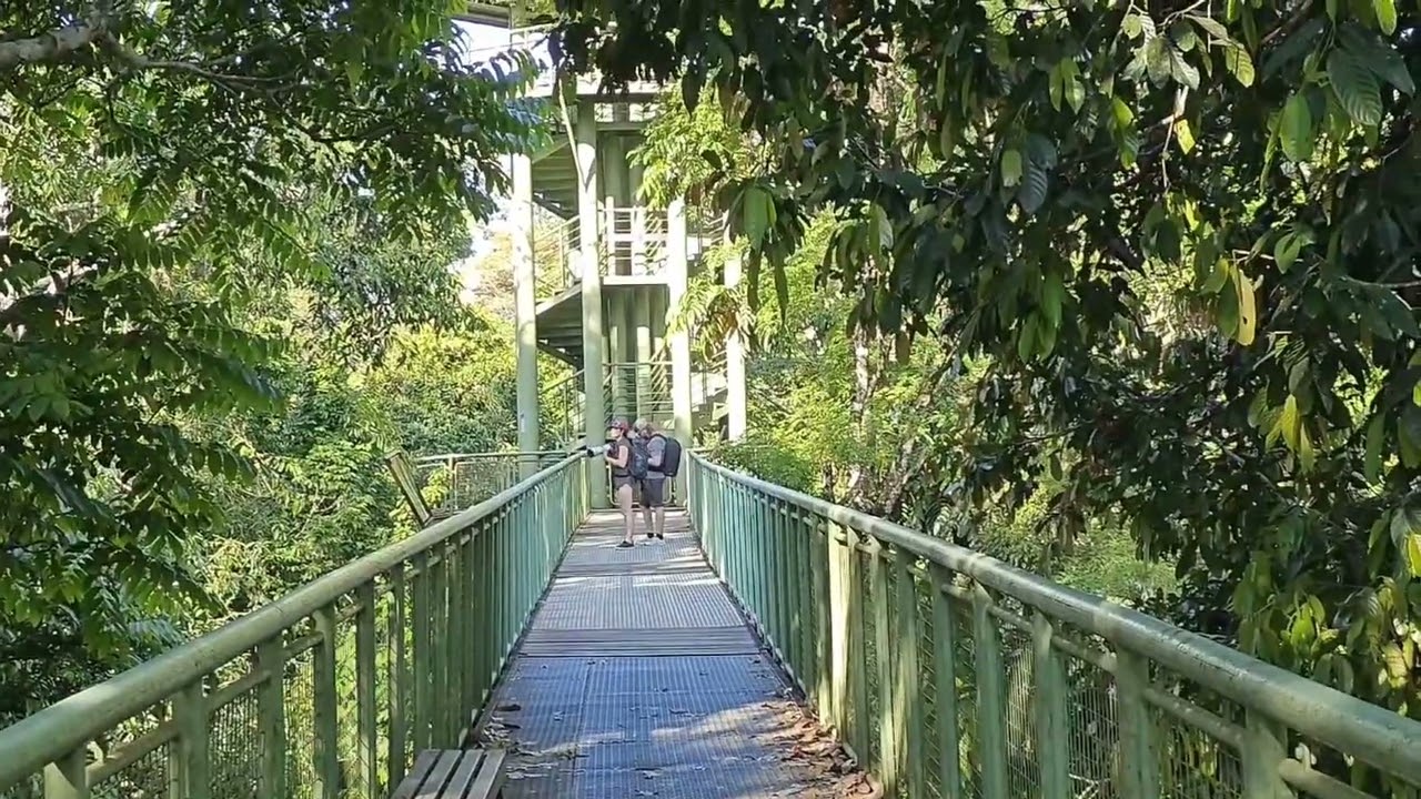 Skywalk@rainforest discovery centre