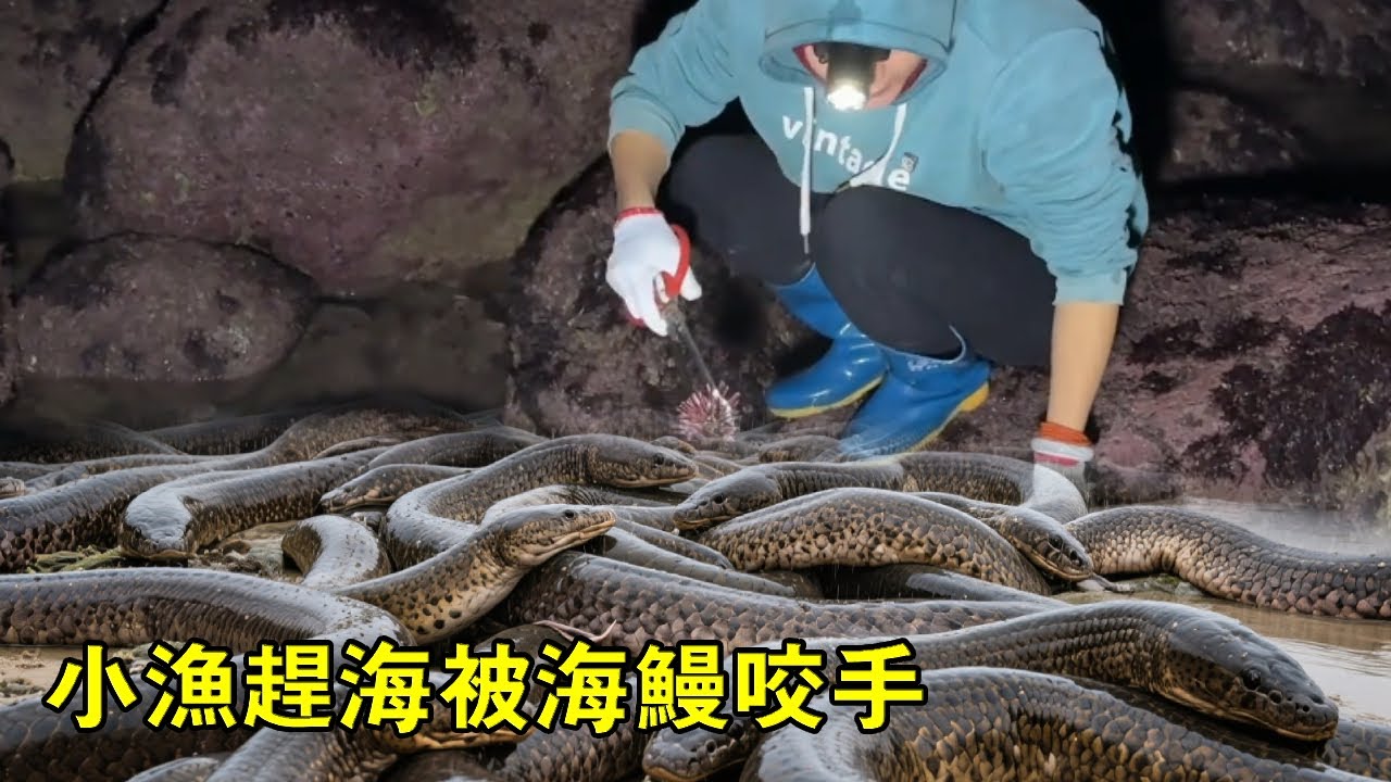 無人島半夜退潮驚喜多多，螃蟹海螺隨便撿，不料下一秒竟被海鰻咬手不放【漁小仙】
