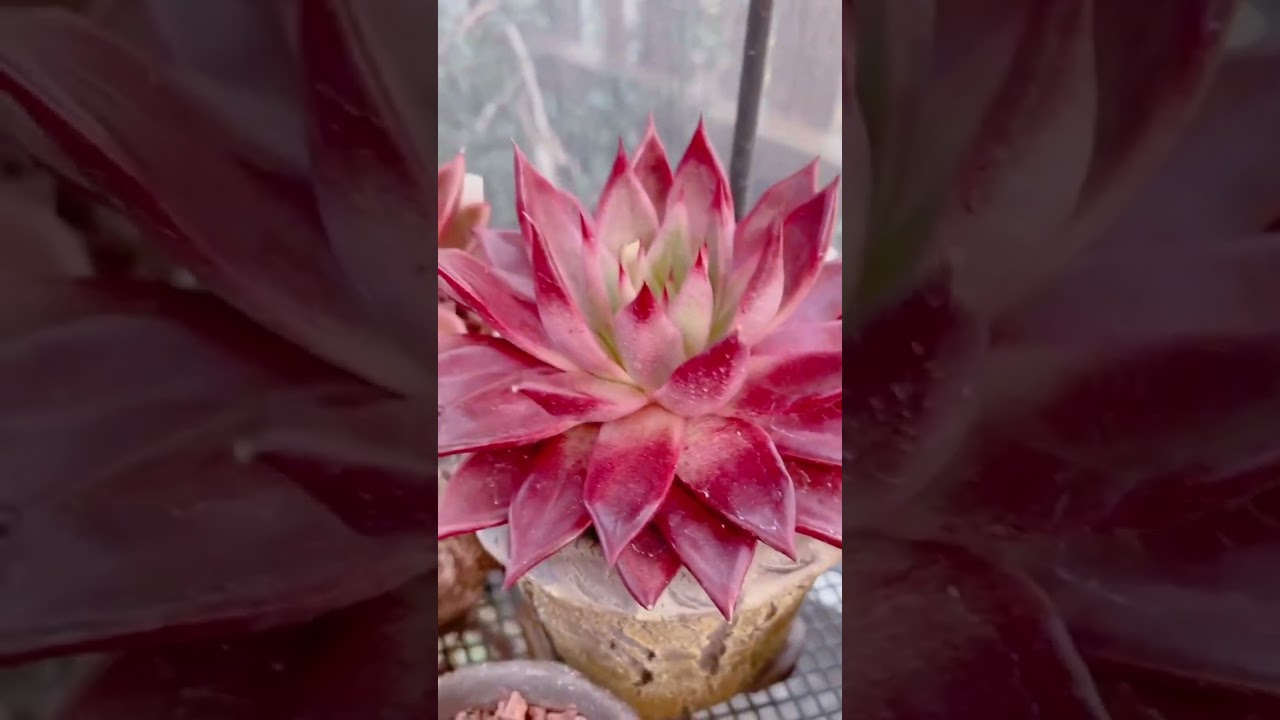 Sen đ&aacute; đế vương | Echeveria agavoides 'Red Edge'