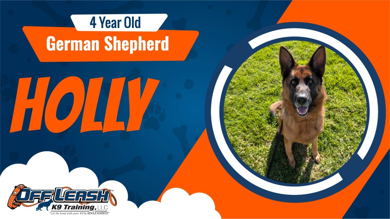 Best German Shepherd Dog Training | Salinas, CA | Holly