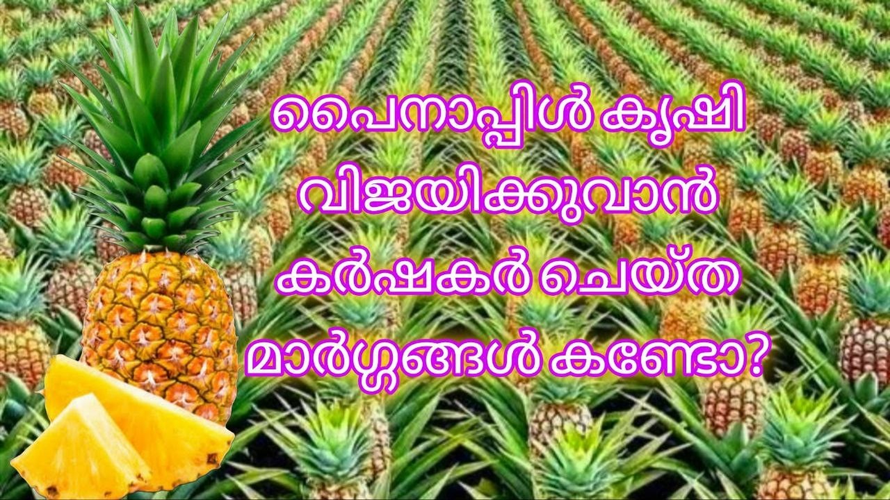 പൈനാപ്പിൾ കൃഷി വിജയിക്കുവാൻ കർഷകർ ചെയ്ത മാർഗ്ഗങ്ങൾ കണ്ടോ?