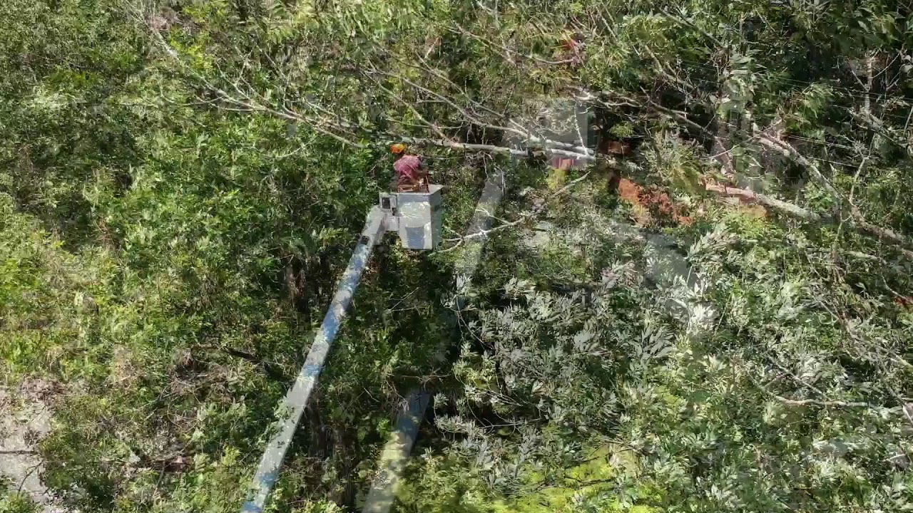 Ft. Washington Tree Service | Willow Tree & Landscape Services