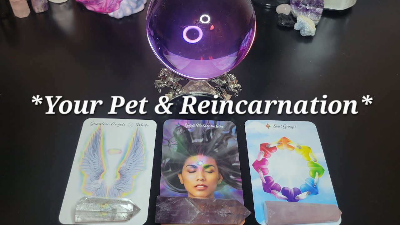 *Signs & Reasons Your Pet Reincarnated Back into Your Life* 🔮 *Powerful Messages* 😊💖🙏🐶😺🐴🦜🐸🐠🐰🦋✨️
