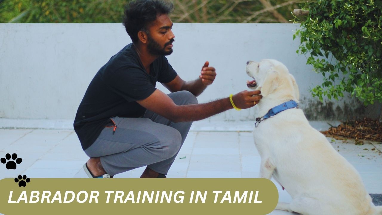 LABRADOR TRAINING IN TAMIL 🐾  | Nk Paws |  #LabradorTraining #LabradorTamil #DogTraining