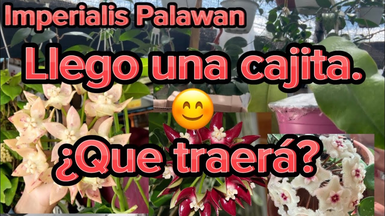 💚Cajita de Hoyas o flor de cera.🌸Así llegan algunas,y se ponen hermosas con el tiempo.💚