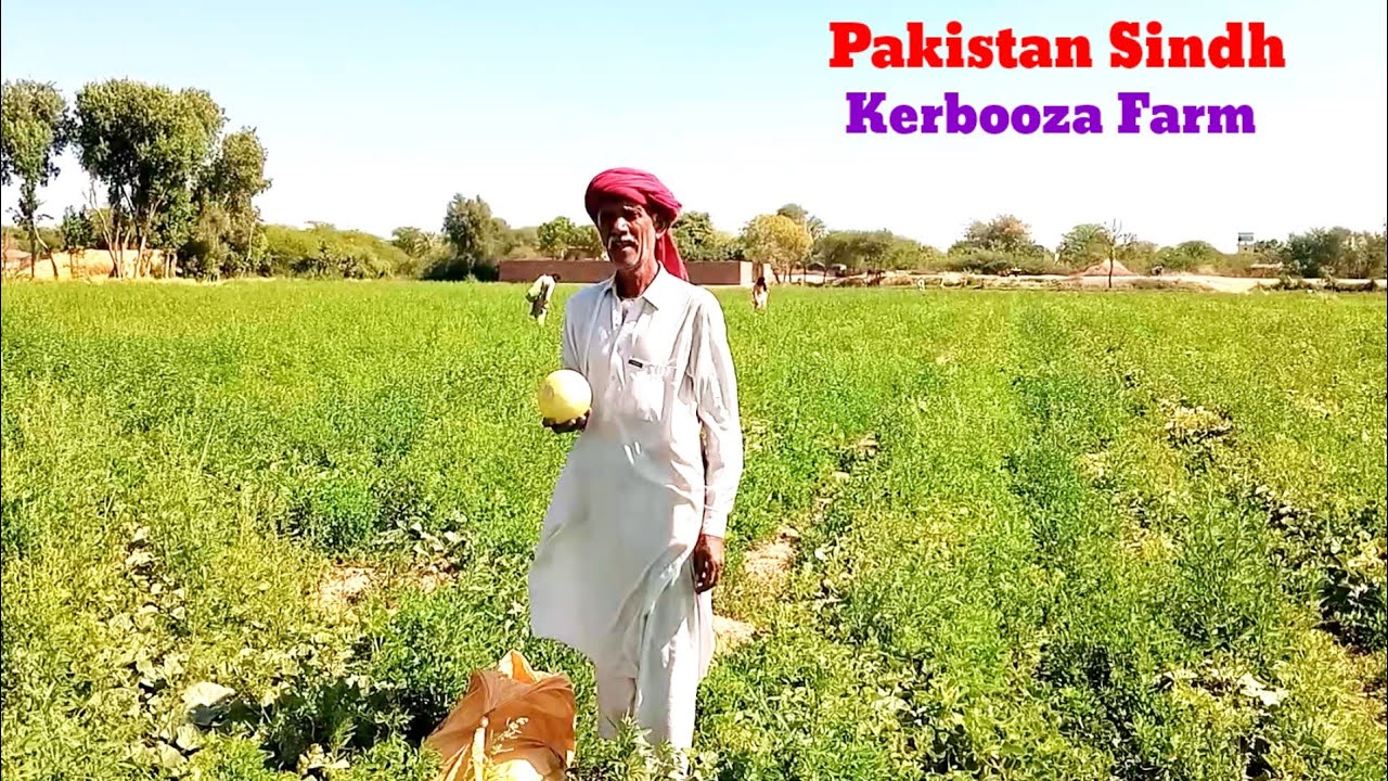 Pakistan Sindh Musk Melon Fruits Farm Kharboozi Ka Fasal Vlog Video
