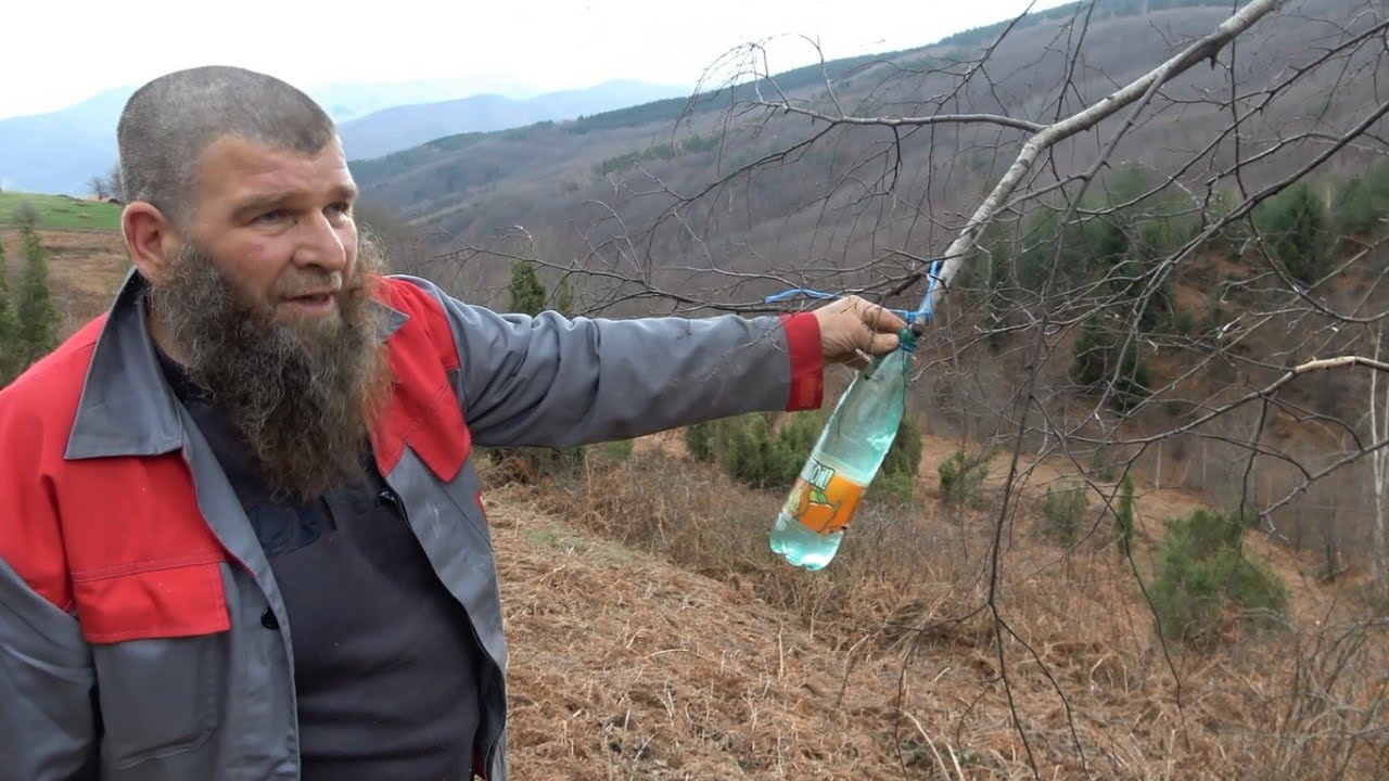 Sok Od Breze uzima sa Grane