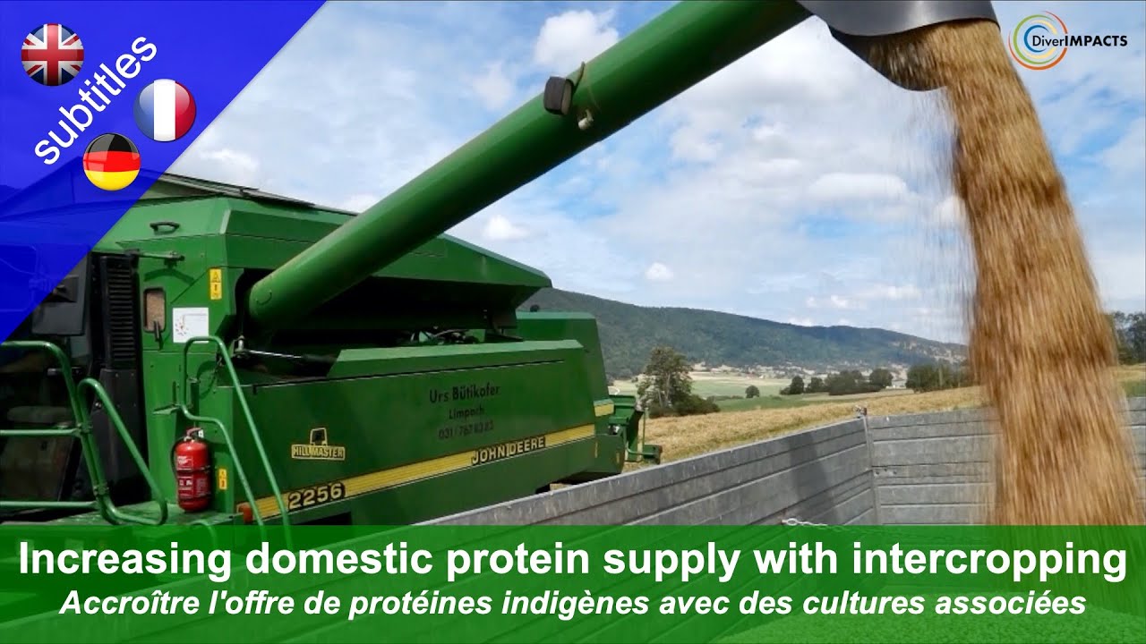 Increasing domestic protein supply with intercropping - Diverimpacts success story from Switzerland
