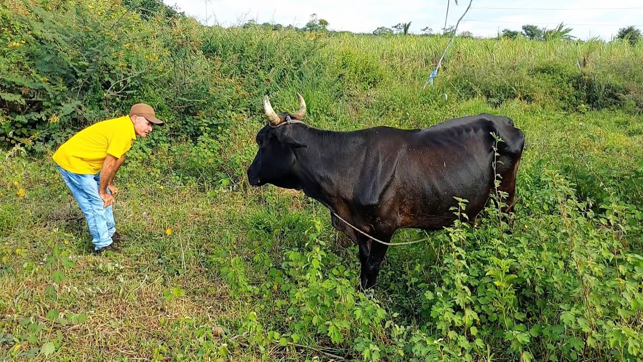FUI VISITAR UM AMIGO QUE MOSTROU SEU GADO E SUAS CRIAÇÕES. EU GOSTEI 