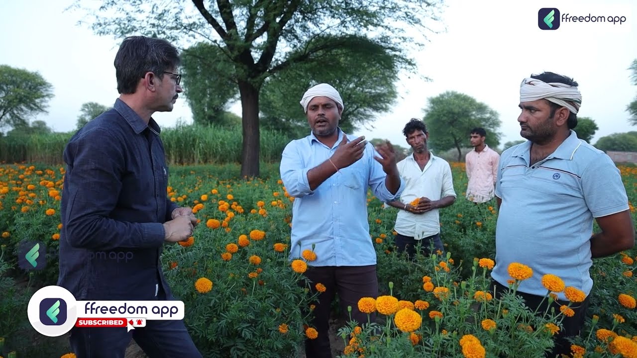 Marigold | गेंदा फूल की खेती सीखें । phoolon ki kheti | floriculture