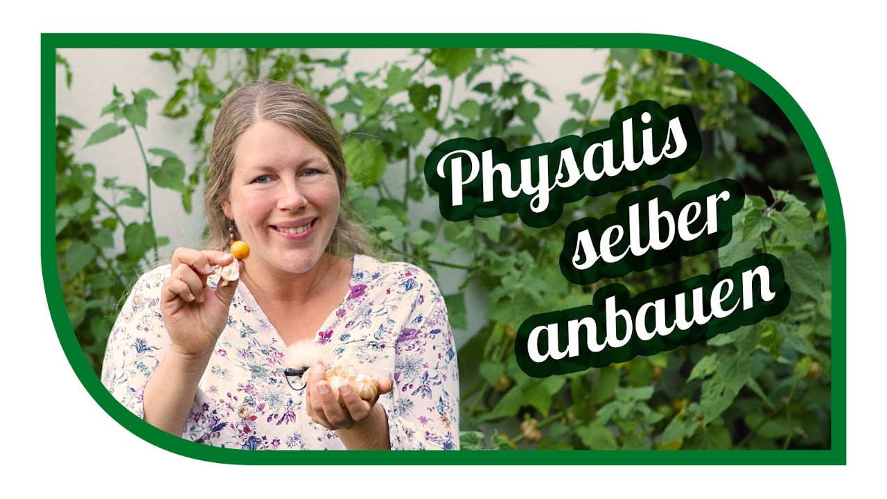 Physalis erfolgreich im Garten anbauen 🍑 Von der Aussaat bis zu Ernte