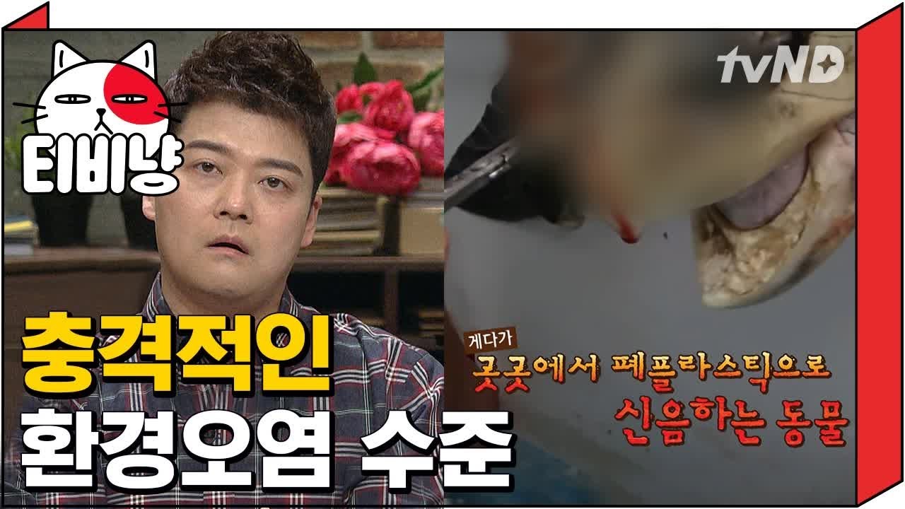 [티비냥] 플라스틱으로 죽어가는 지구와 동물들, 생각보다 더 충격적인 환경 오염 | 프리한19 181218 #3
