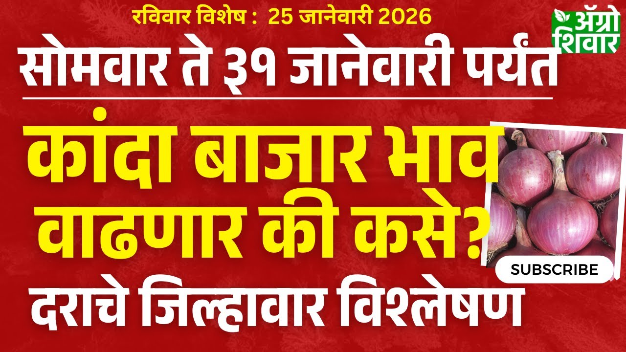 Kanda bajar bhav | कांदा बाजार भाव सोमवार ते ३१ जानेवारीपर्यंत वाढणार की कसे?