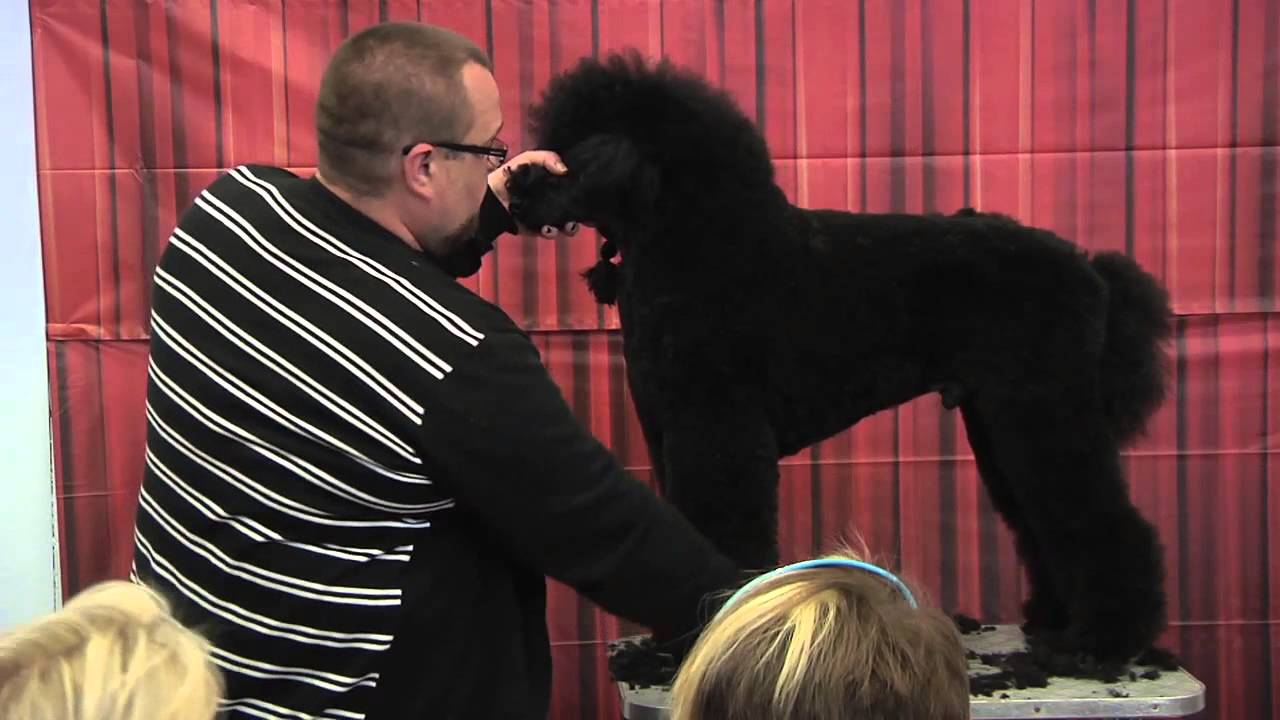 Standard Poodle Grooming by Colin Taylor - Salon & Competition