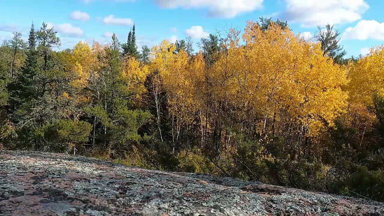 Wind Through The Poplars in Fall