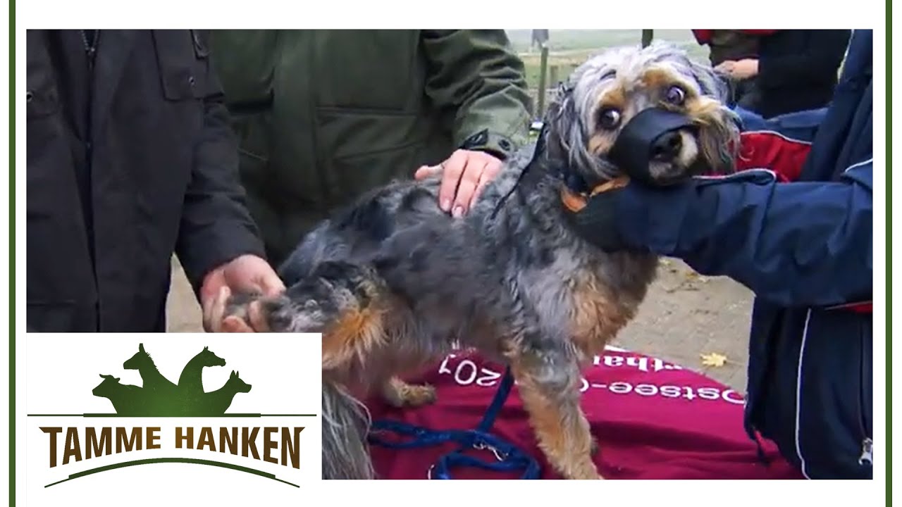 Pudelmischling wurde vom Jagdhund gebissen! | Tamme Hanken | Kabel Eins
