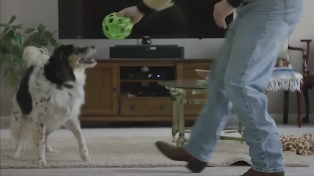Canine Cognition