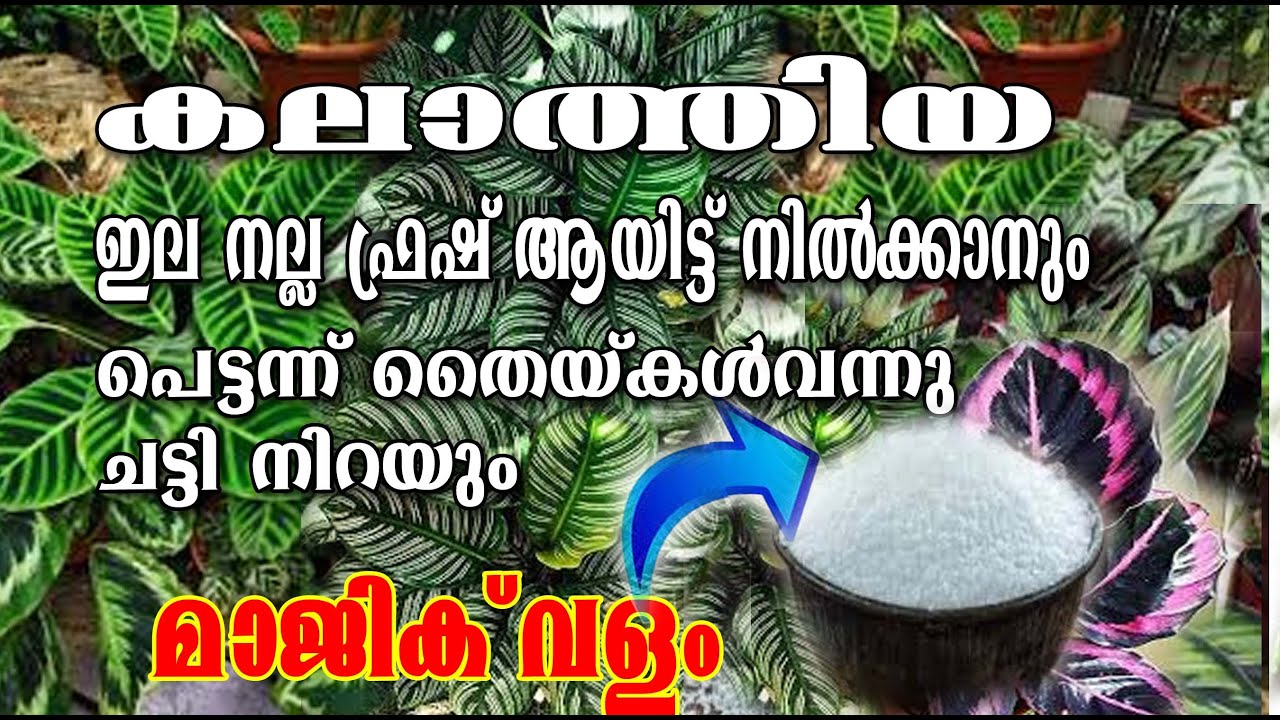 Calathiya plant care tips in Malayalam/indoor potting mix //more baby plants tips&Fertilizer//poppy