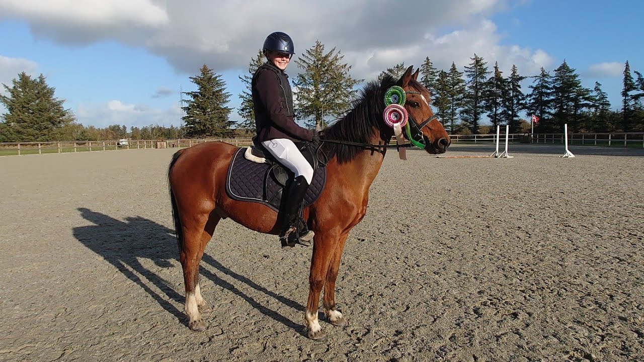Stævne søndag i Han Herred(HHH )#horse #equestrian #riding #horseriding #jake  #stævne #haleyfrathy