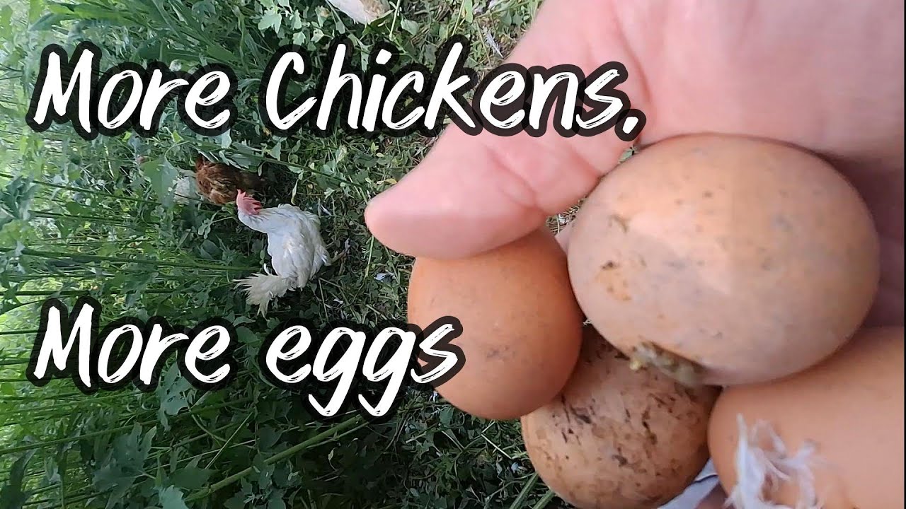 More Chickens, More Eggs
