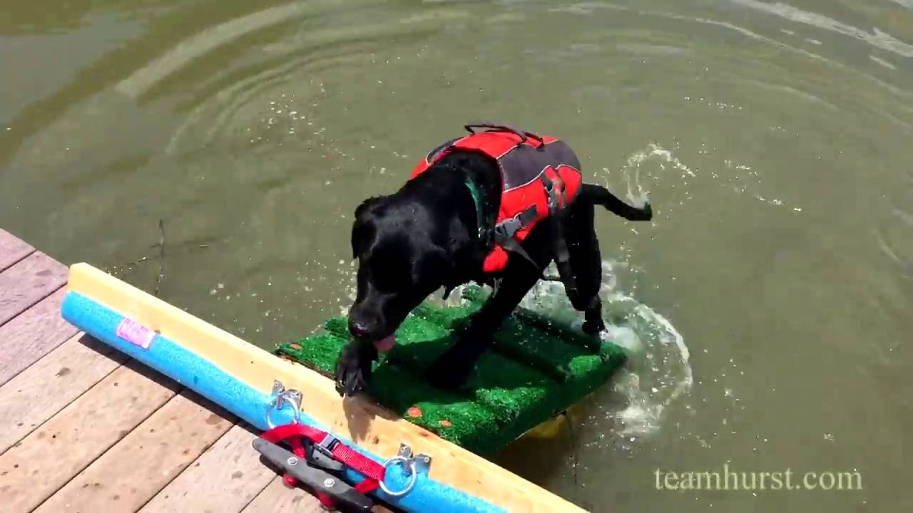 Dog Ramp for a Dock or Pool