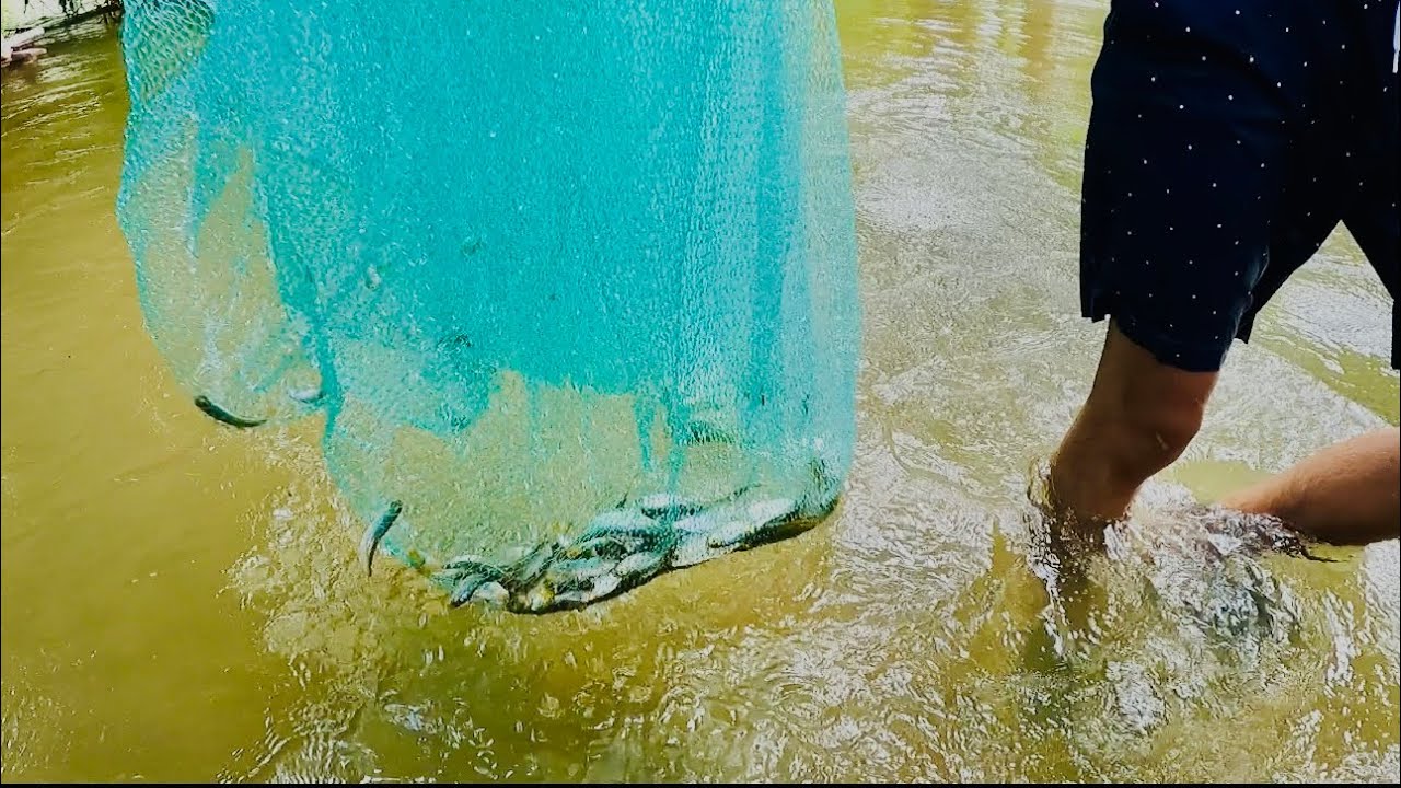 Agarramos muchas Pepescas, mira cuántas cayeron de un solo 😱