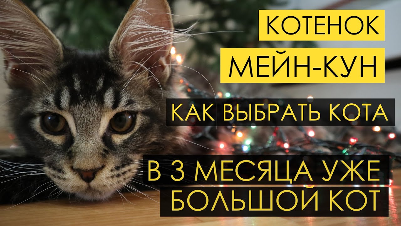 Большой котенок Мейн Кун 