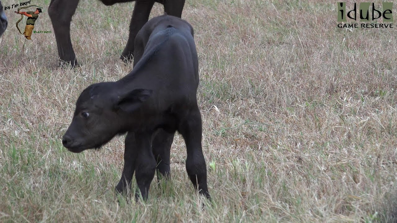 Adorable Little Baby Buffalo Makes Big Debut!