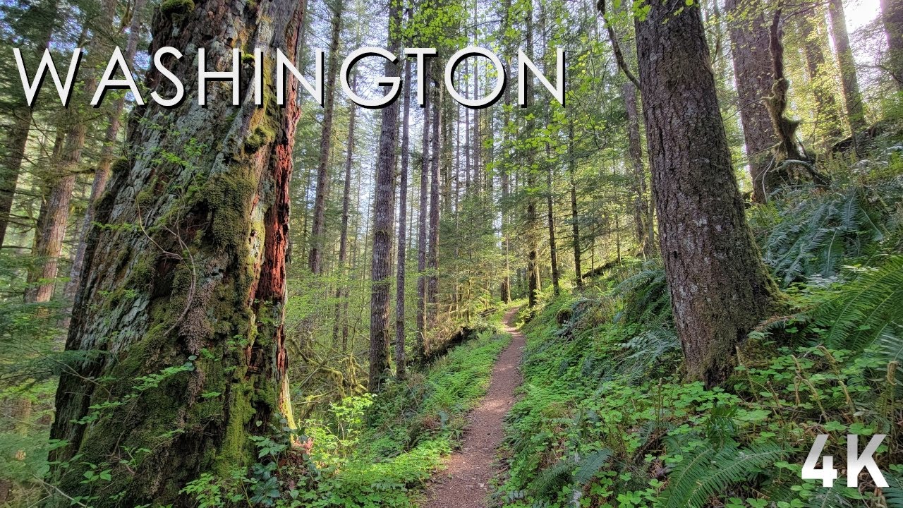 A Rainforest Walk to Black Hole Falls - No Talk, No Music, Just Nature. - 4K Virtual Hike