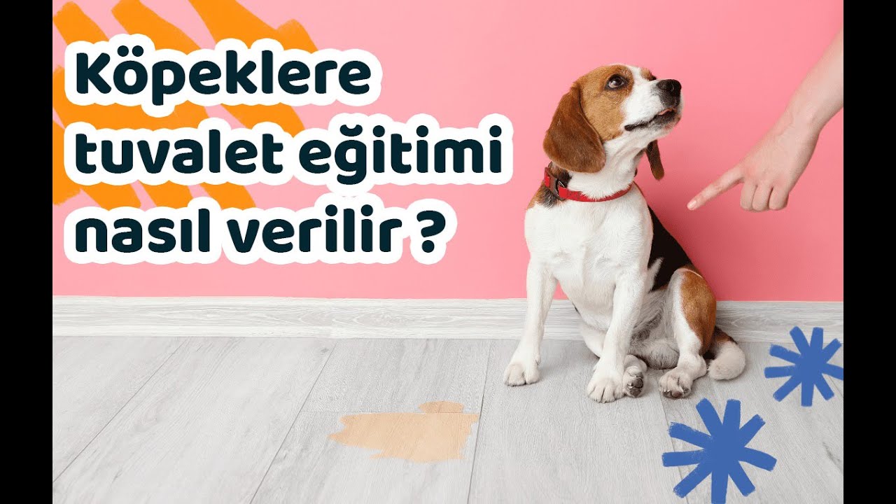 Köpeğe Tuvalet Eğitimi Nasıl Verilir? Uzmandan Pratik Tavsiyeler
