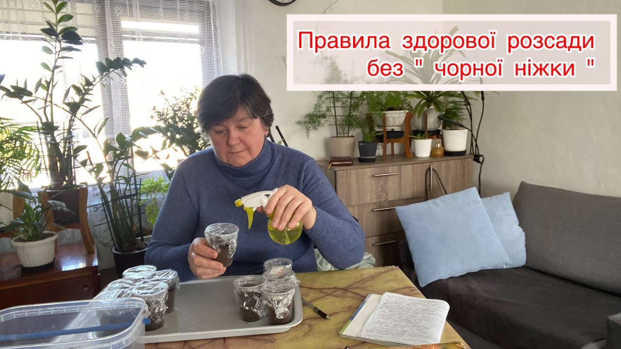 Висіваю перець на розсаду . 