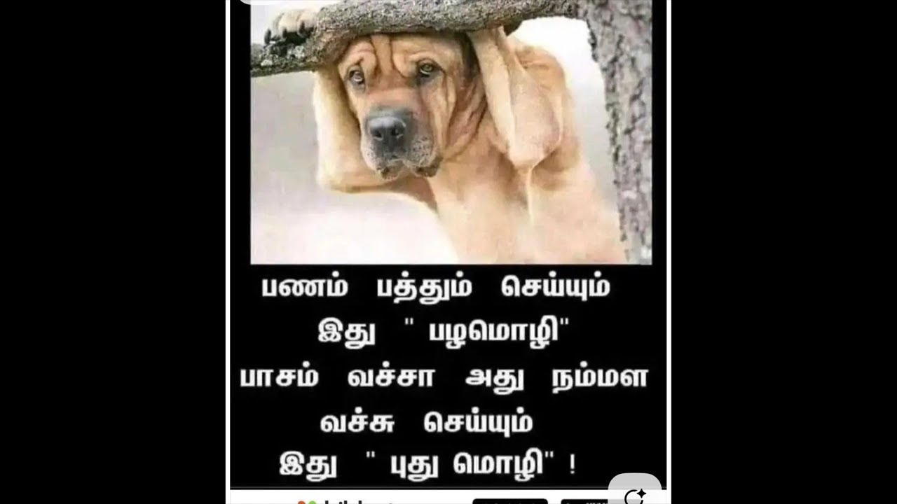 malu pravin is live பணம் பத்தும் செய்யும்  பல மொழி பாசம் வச்சா அது நம்மள வச்சி செய்யும் இது புதுசு🔥