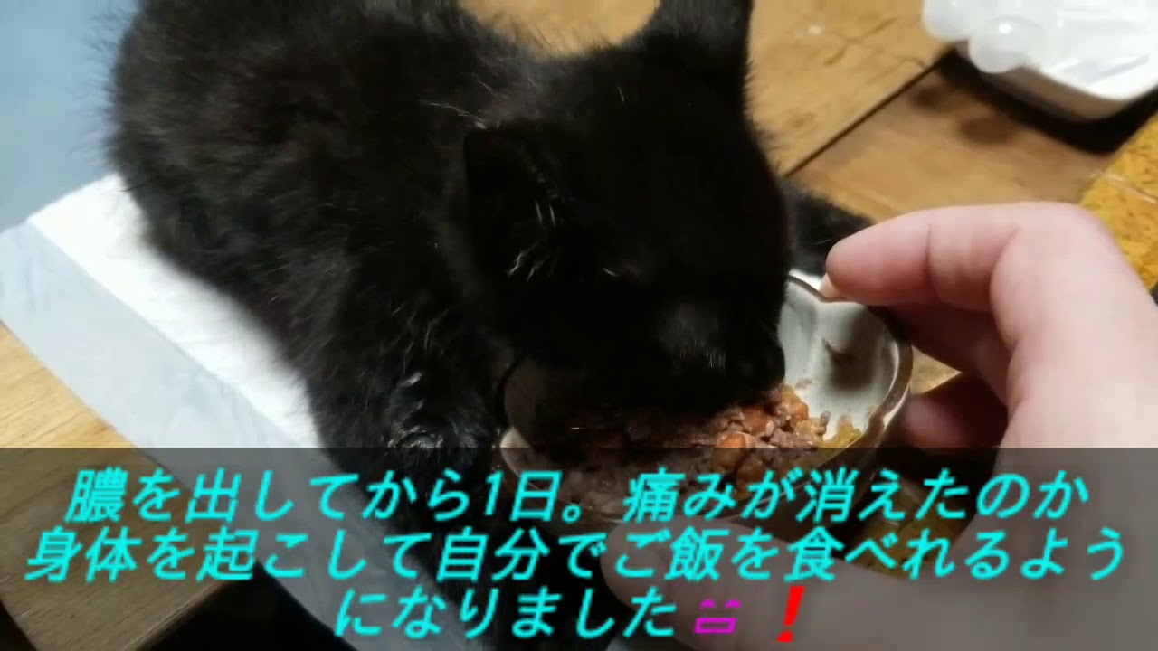 障害子猫の闘病日記④  ～麻痺のある子猫の1日～
