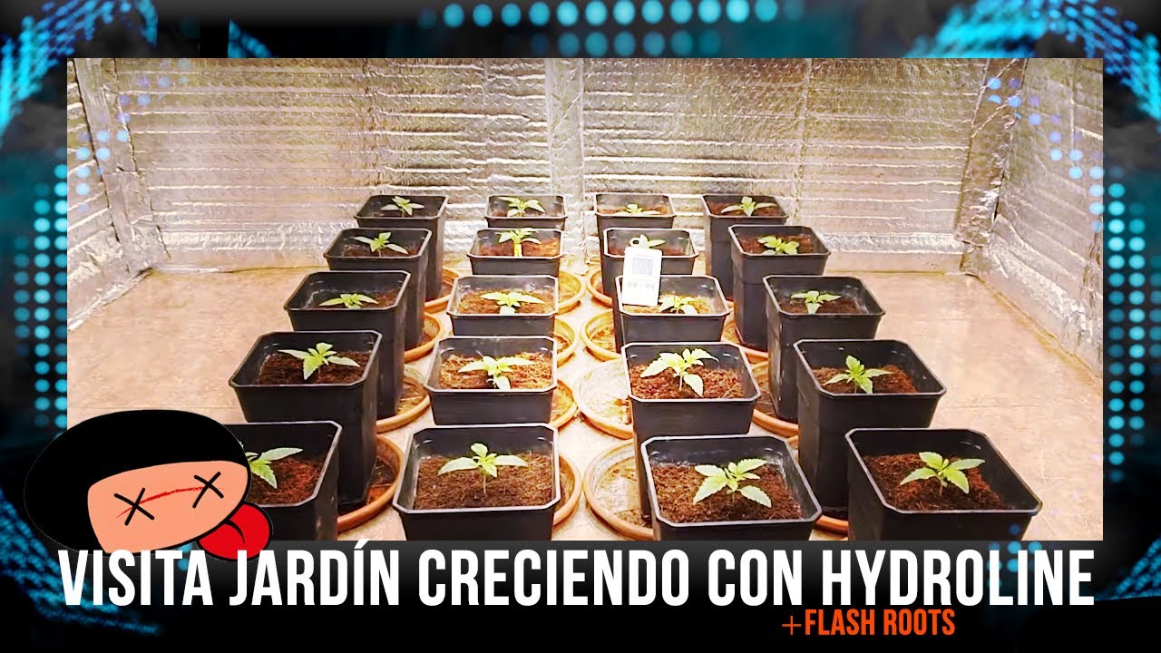 Visita jard&iacute;n creciendo con Hydroline y Flash Roots