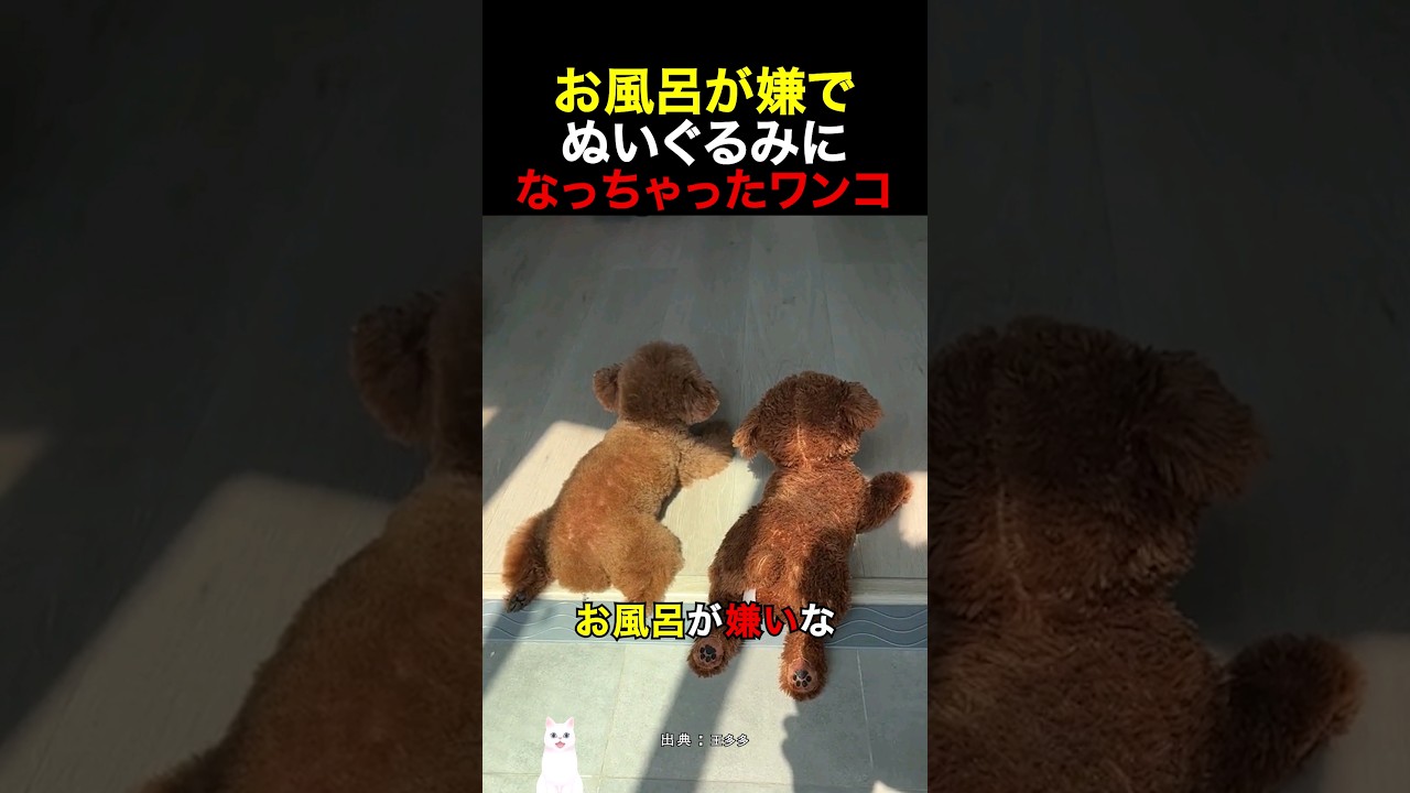 お風呂が嫌でぬいぐるみになっちゃったワンコ