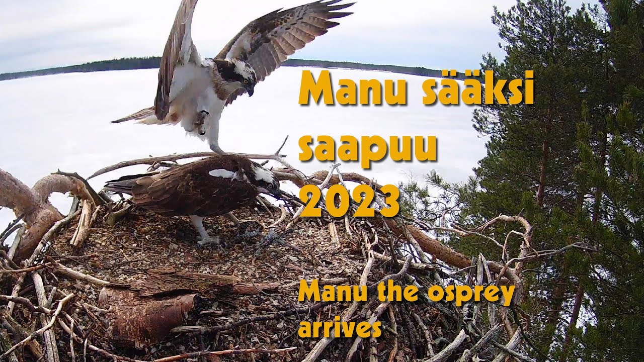 Manu sääksi saapuu / Manu arrives in Ilomantsi (20.4.2023)