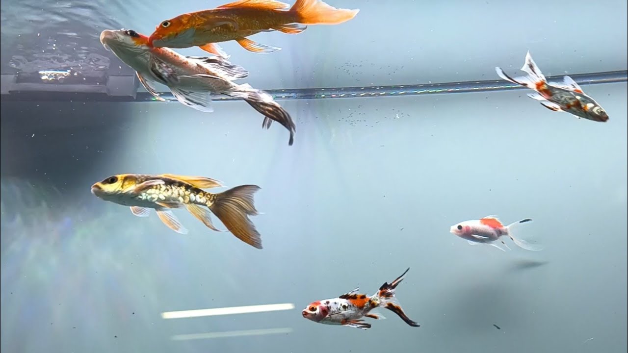 Happy Koi and Shubunkin Enjoy New Big Tank