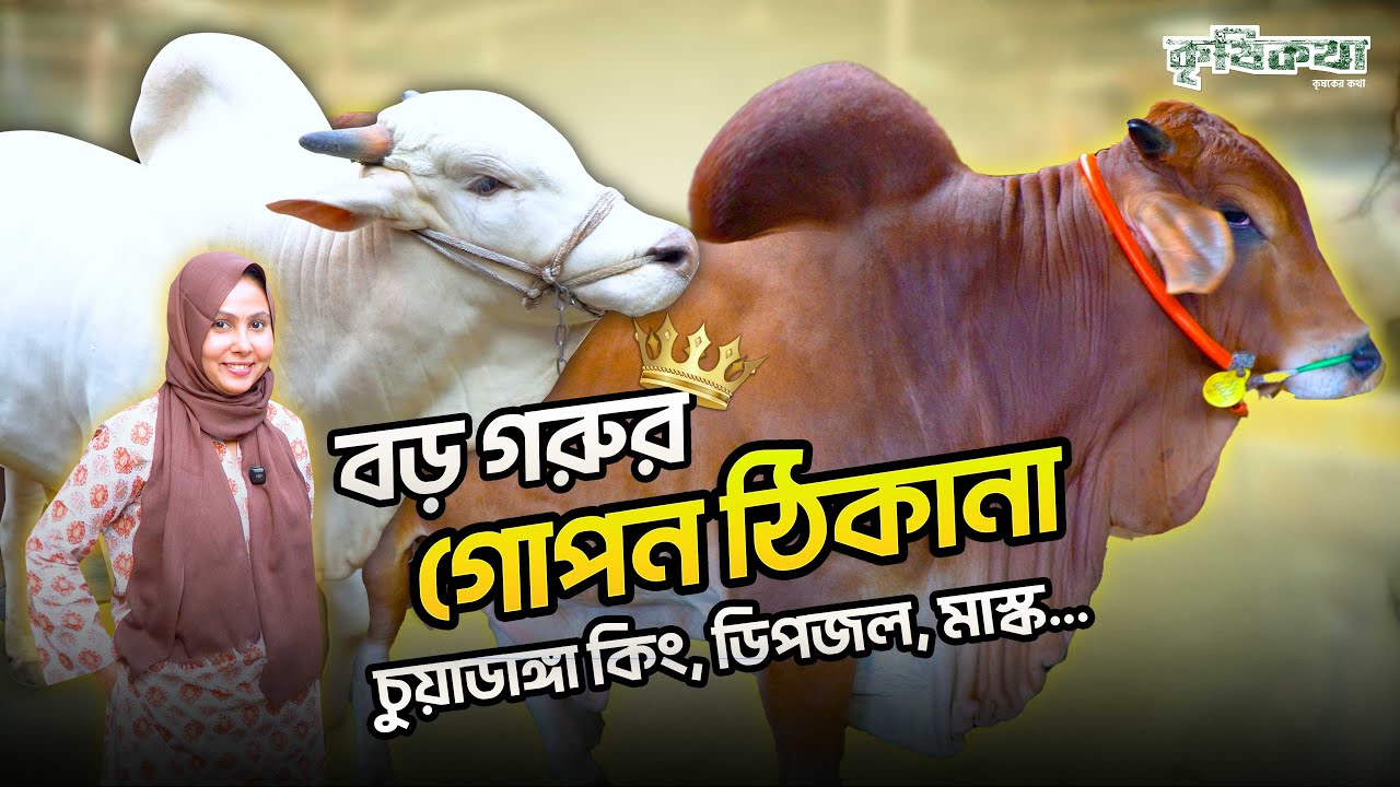 বড় গরুর গোপন ঠিকানা। আছে - চুয়াডাঙ্গা কিং,  ডিপজল, মাস্ক আরো কত কি। চৌধুরী এগ্রো, আলমডাঙ্গা