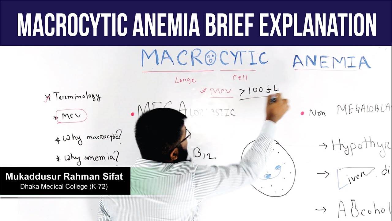 macrocytic anemia brief explanation