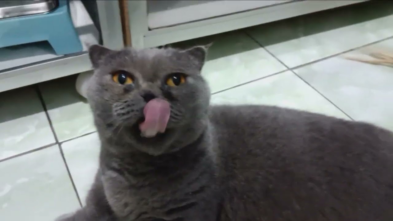 Review Kucing British Short Hair X Scottish Fold X Munchkin