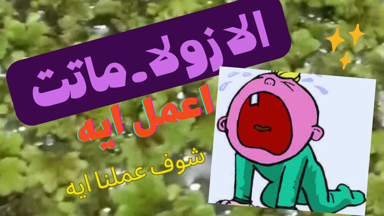 الازولا ماتت. ملف كامل عنها.Azolla