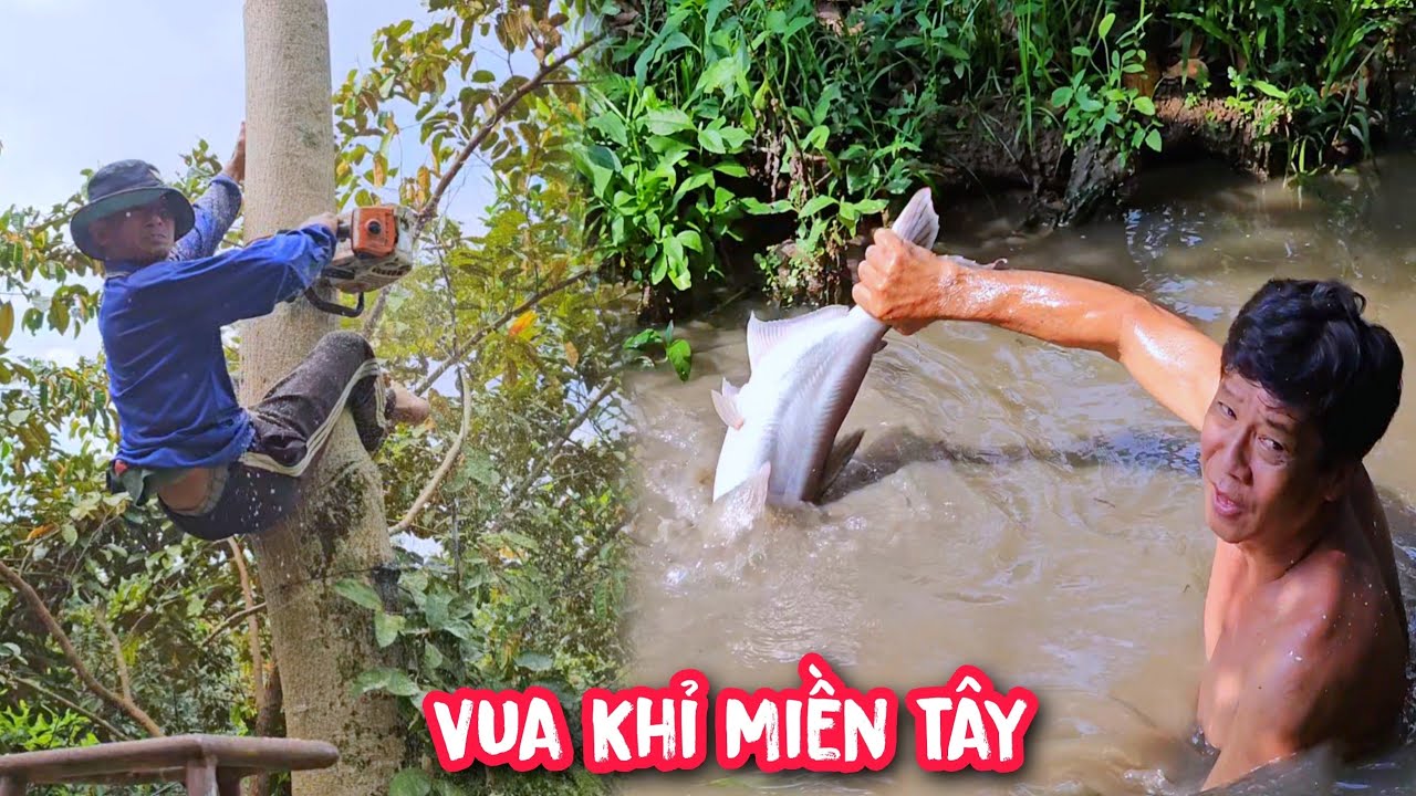 Chưa cưa xong thì Chủ Nhà đã nhảy xuống ao bắt cá tiếp đãi Vua Khỉ .