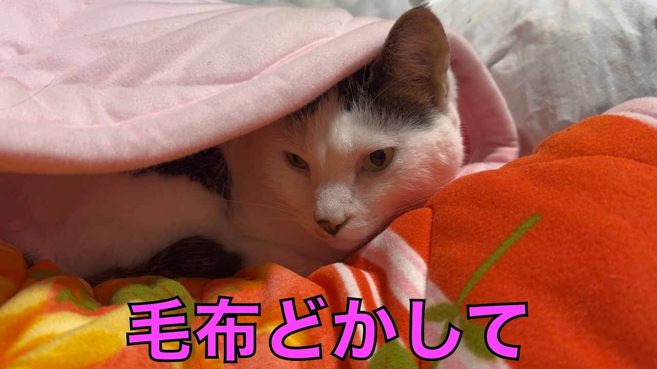 保護猫ナターシャの575日目：毛布が邪魔