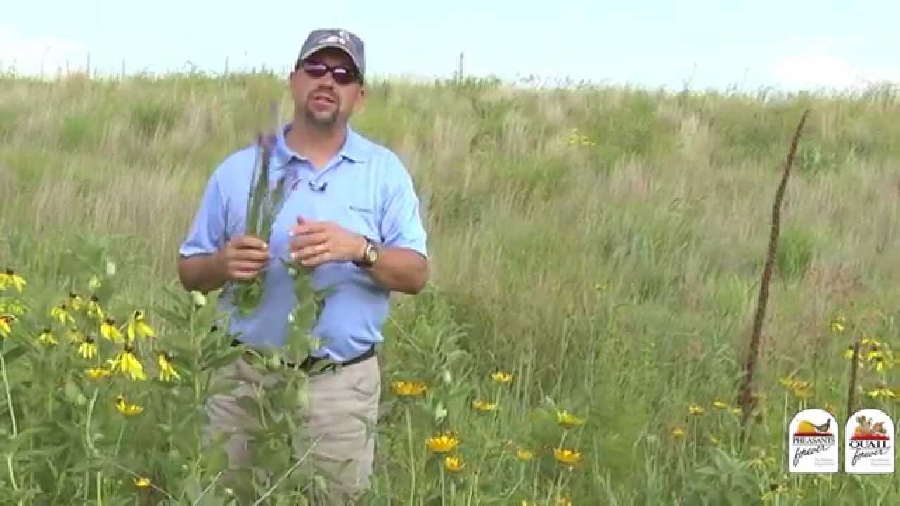 Monarch Butterfly Habitat Tip