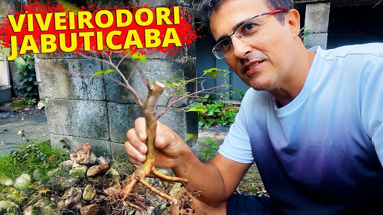 Viveirodori de Jabuticaba - Yamadori!?!