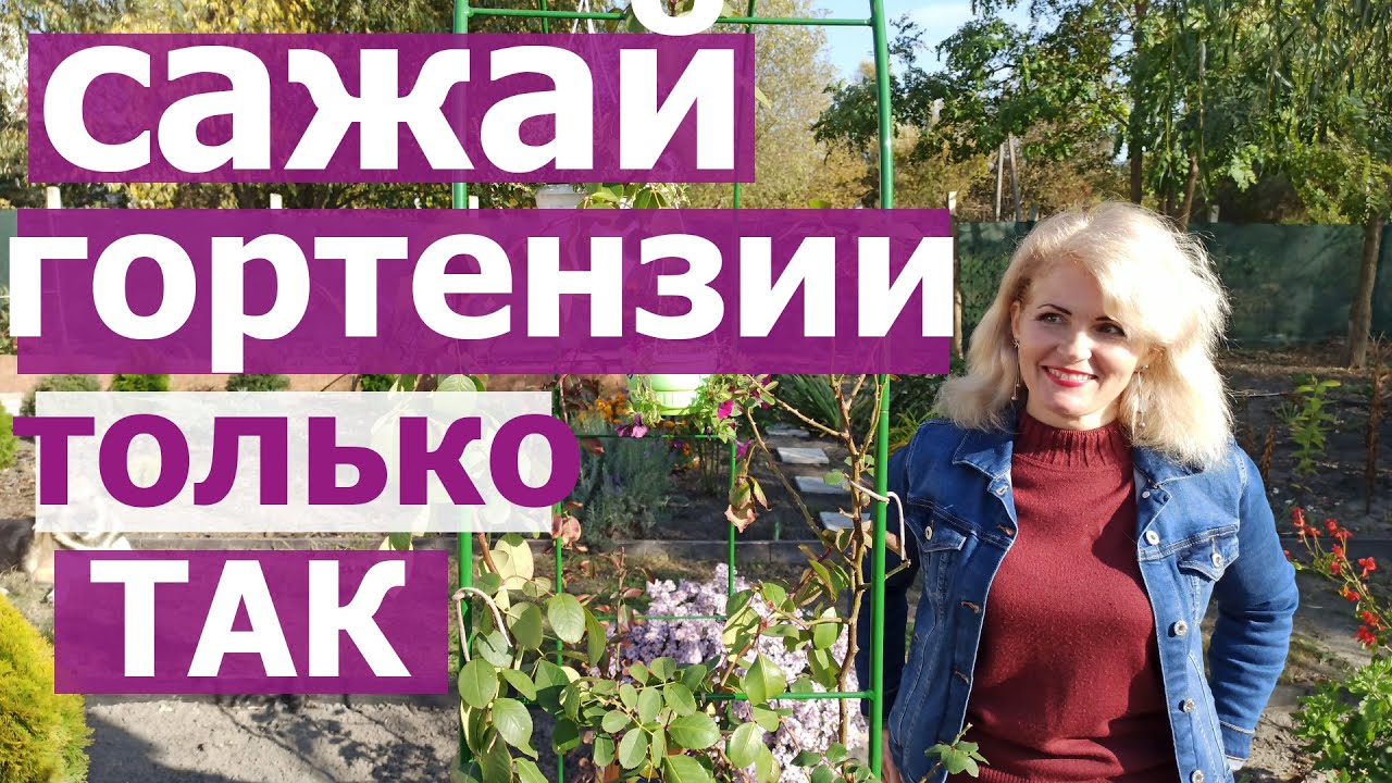 Как посадить ГОРТЕНЗИЮ осенью? Проверенный способ для 100% приживаемости