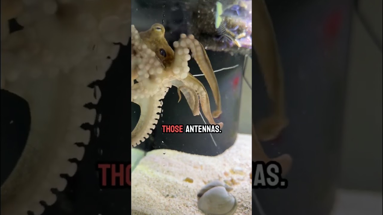 Susie the octopus hunts down a lobster!